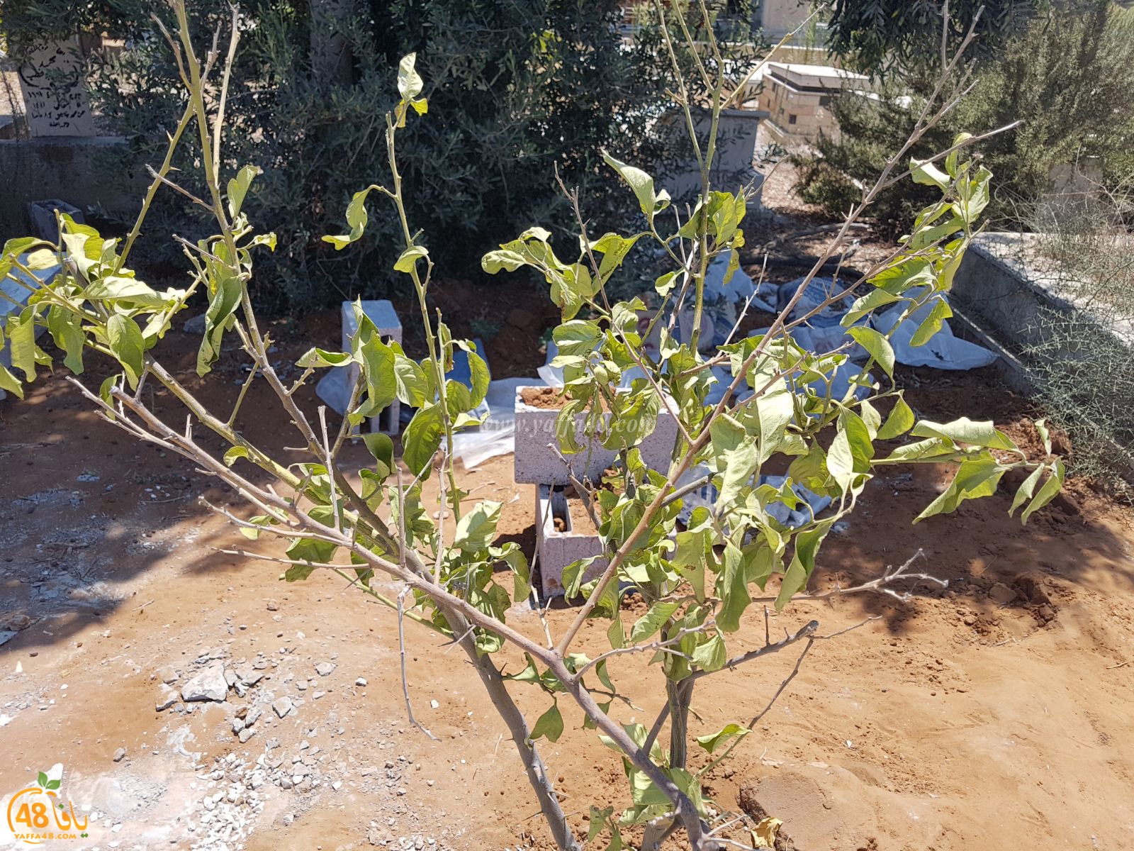 tasoo trees je (8).jpg